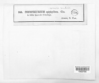 Image Associated With the Occurence